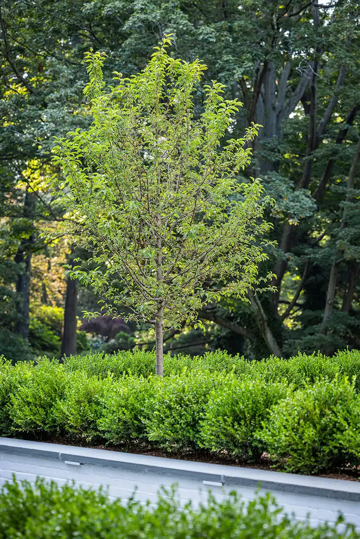 rxr-plaza-commercial-landscape-architect