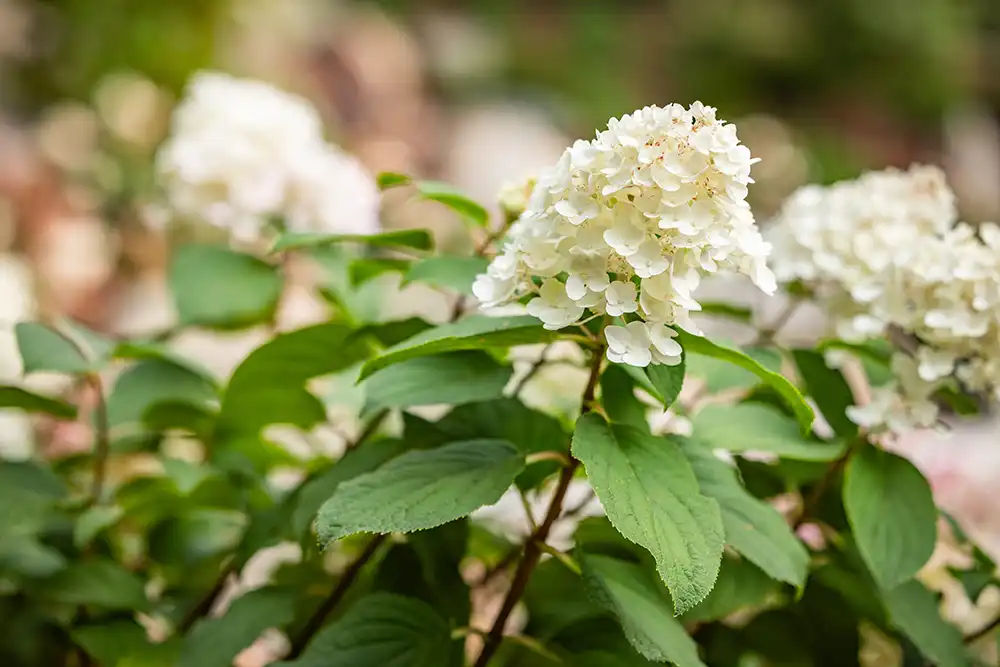 white hydrangea bush