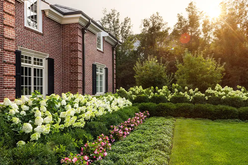 landscape-architect-hydrangea-boxwood-hedges