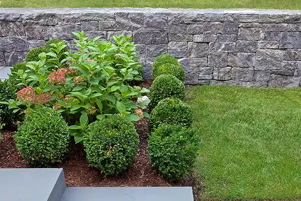 slate walkway framed with bushes and hydrangea