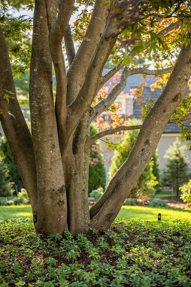 tree with ground cover